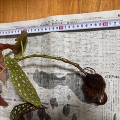 ベゴニア・マクラータの画像