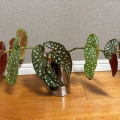 ベゴニア・マクラータの画像