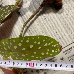 ベゴニア・マクラータの画像