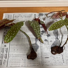 ベゴニア・マクラータの画像