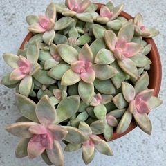 🌸多肉・桜牡丹🌸の画像