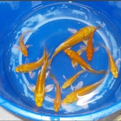 写真の10匹限定　ヒレナガ鯉　の画像