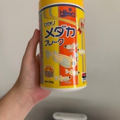 🐠水槽一式差し上げます（魚・エビ付き）の画像