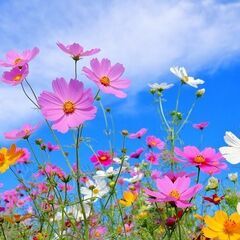 キャノンプリンター TS8030 ブラック №23　(印刷履歴少）の画像