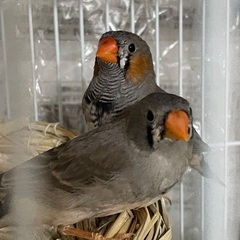 錦華鳥と十姉妹の里親募集です