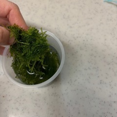 ウィローモスの画像