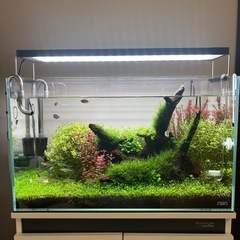 ウィローモスの画像