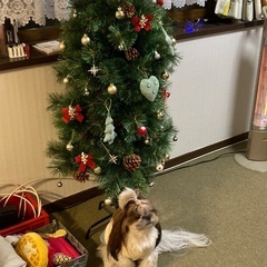 3シーズン使用　ツリー150cmの画像