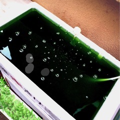 メダカ用🟩グリーンウォーター1.5ℓ×⒉本3,000ml【超 】濃度.No12の画像