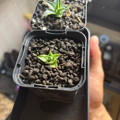 エボリスピナ実生の画像