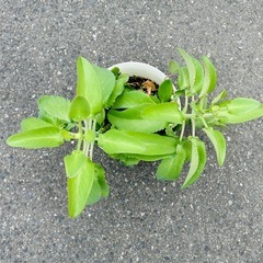 多肉植物 コダカラベンケイの画像