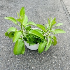 多肉植物 コダカラベンケイの画像