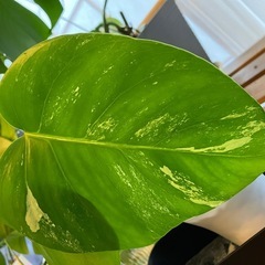 斑入りもモンステラ の画像