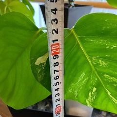 斑入りもモンステラ の画像