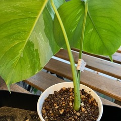 斑入りもモンステラ の画像