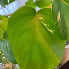 斑入りもモンステラ の画像