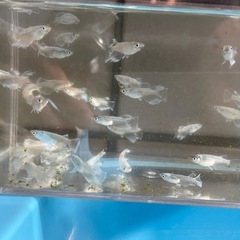 グラディオ選別個体１匹500円の画像