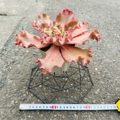 多肉植物 高砂の翁の画像