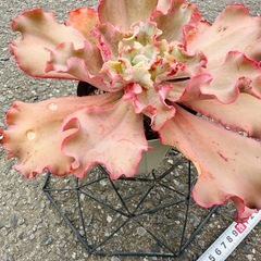 多肉植物 高砂の翁の画像