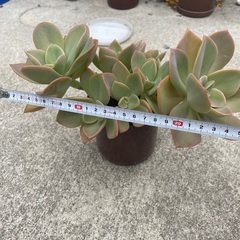 多肉植物の画像