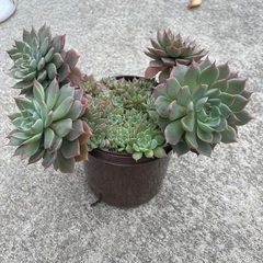 多肉植物の画像
