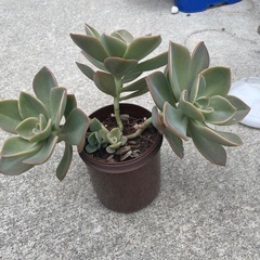 多肉植物の画像