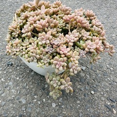 多肉植物　姫秀麗（ひめしゅうれい）の画像
