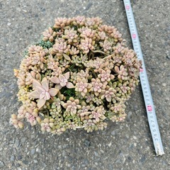 多肉植物　姫秀麗（ひめしゅうれい）の画像