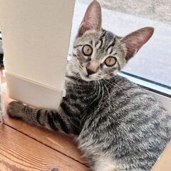 生後3ヶ月半クローブくん里親募集