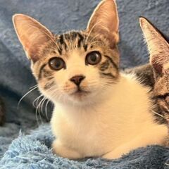 生後3ヶ月半クミンくん里親募集