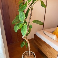 フィカス アルテシマの画像