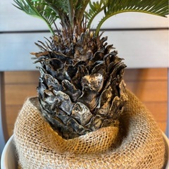 ソテツ②の画像