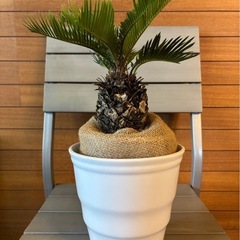 ソテツ②の画像