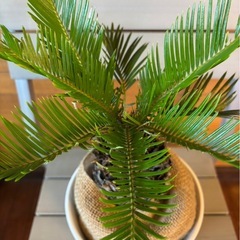 ソテツ②の画像