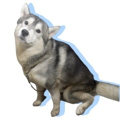 ハスキー ♂