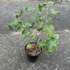 桑　マルベリーの画像