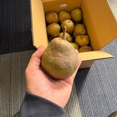 【14箱限定】ラフランスＭサイズ5kgの画像