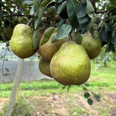 【14箱限定】ラフランスＭサイズ5kgの画像