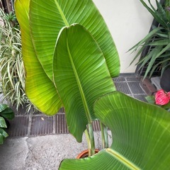 観葉植物　オーガスタ　高さ１２０センチの画像