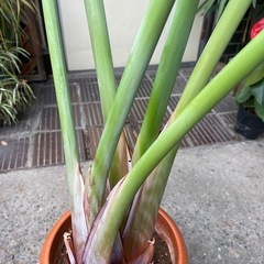 観葉植物　オーガスタ　高さ１２０センチの画像