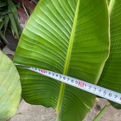 観葉植物　オーガスタ　高さ１２０センチの画像