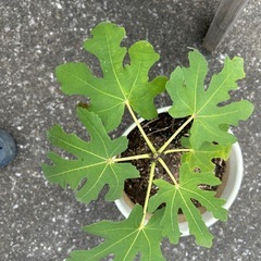 イチジク　ホワイト種の画像