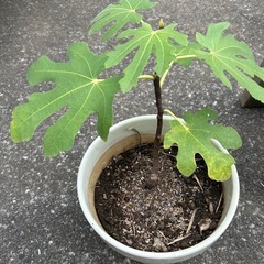 イチジク　ホワイト種の画像