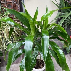 観葉植物　ドラセナ・ナビー　高さ１０５センチの画像