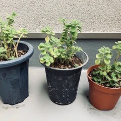 アロマティカス とても良い香りのハーブ 多肉植物 観葉植物 ゴキブリ避けにも ✨まとめ割あり✨の画像