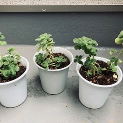 アロマティカス とても良い香りのハーブ 多肉植物 観葉植物 ゴキブリ避けにも ✨まとめ割あり✨の画像