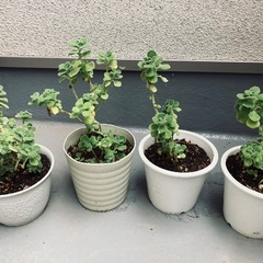 アロマティカス とても良い香りのハーブ 多肉植物 観葉植物 ゴキブリ避けにも ✨まとめ割あり✨の画像