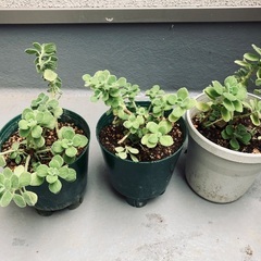 アロマティカス とても良い香りのハーブ 多肉植物 観葉植物 ゴキブリ避けにも ✨まとめ割あり✨の画像