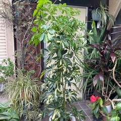 観葉植物　斑入りカポック　高さ１７０センチの画像