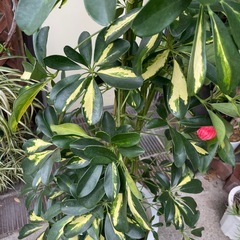 観葉植物　斑入りカポック　高さ１７０センチの画像